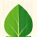 A green leaf eco-friendly certification badge.